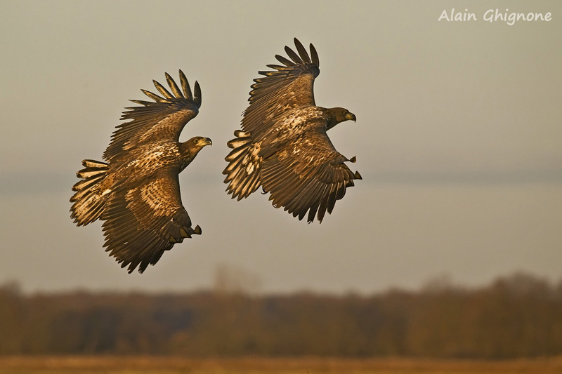 Aquila di mare dal Parco Naturale di Hotobagy